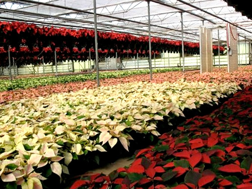 Poinsettias at VanWingerden Greenhouses - Open House at VanWingerden Greenhouses – Things to do near Meadowbrook Log Cabin in Hendersonville, NC