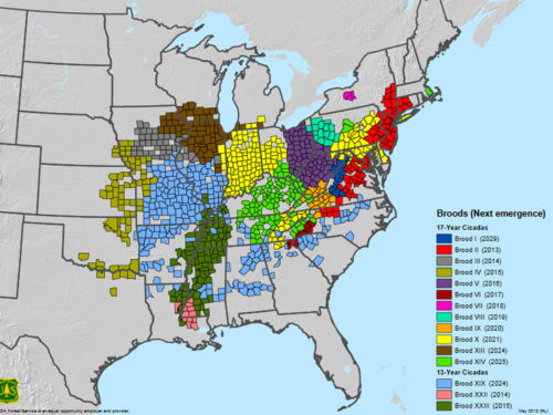 USDA Forest Service Map of Active Periodical Cicada Broods of the United States