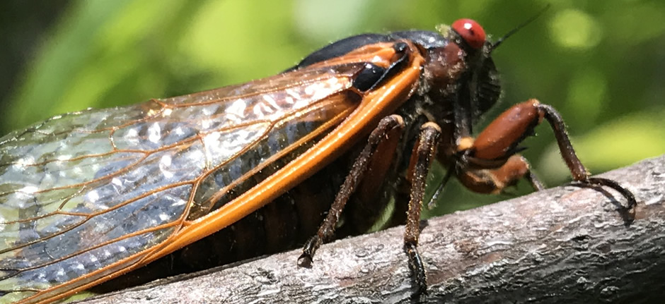 17 Year Periodical Cicada