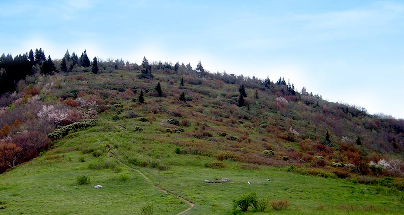 Spruce Trees on the Art Loeb Trail, in the Pisgah National Forest. Photo by Cut Off Ties