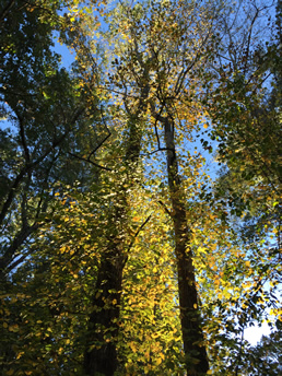 Holmes Educational Forest near Meadowbrook Log Cabin