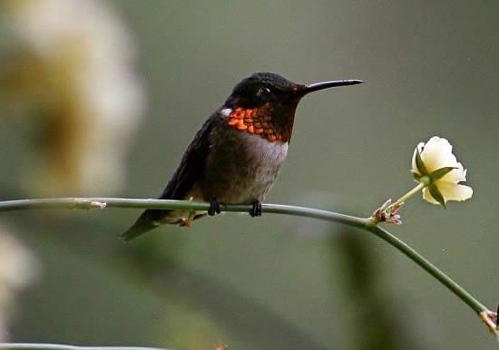 Ruby-throated Hummingbird Photo by Babz Dalby - Meadowbrook Log Cabin