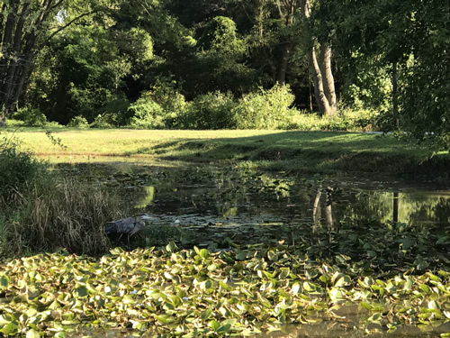 Pond at Patton Park – Near Meadowbrook Log Cabin, Hendersonville ,NC