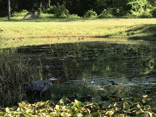 Heron in the Pond at Patton Park – Near Meadowbrook Log Cabin, Hendersonville ,NC