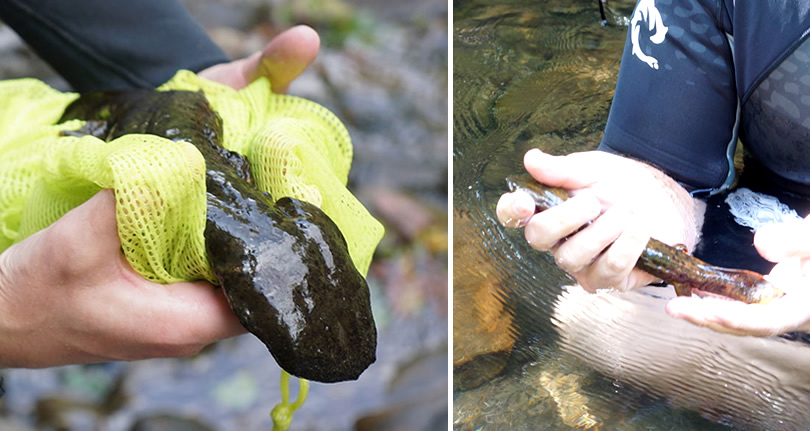 Mudpuppies and Hellbenders near Meadowbrook Log Cabin