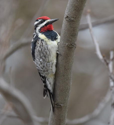 Yellow-bellied Sapsucker Photo by Andy Reago & Chrissy McClarren