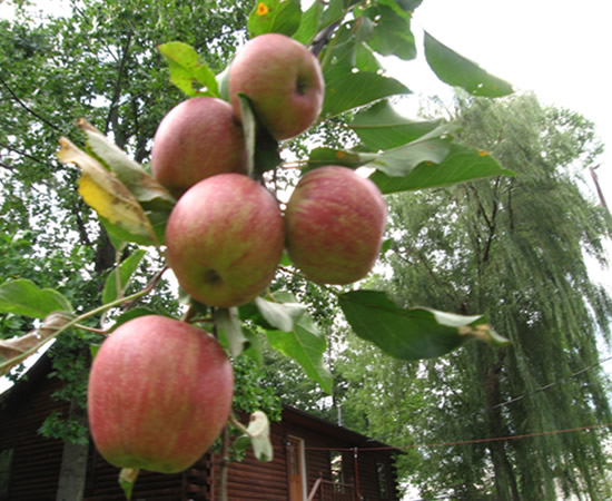 Apples on the baby apple tree in the back yard. The area is full of apple trees. The orchards are mostly on the other side of town. In the spring you can smell the blossoms as you drive into the county if your windows are down. Henderson County has about 70% of North Carolina's apple crop.