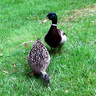 There are mallards in the brook.