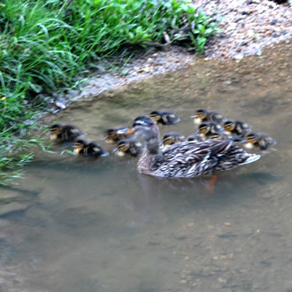Mommy Mallard and her babies. When they grew up, they moved across US-25 to Patton Park.