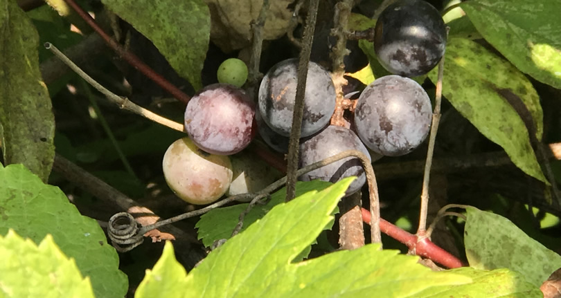 Muscadine Grapes