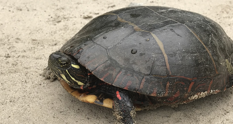 Painted Turtle by the brook in the yard of Meadowbrook Log Cabin