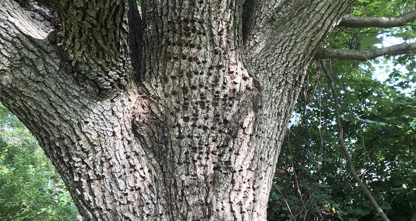 Woodpecker Holes in a Tree – Nature Walk – Meadowbrook Log Cabin