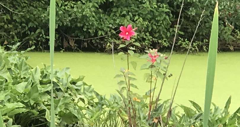 Red Mallow Flowers - Somerset Swamp – Meadowbrook Log Cabin – Hendersonville NC