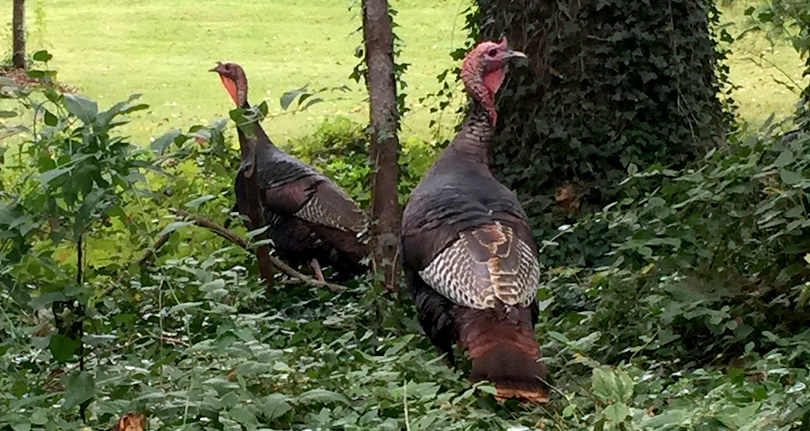 Eastern Wild Turkeys near Meadowbrook Log Cabin