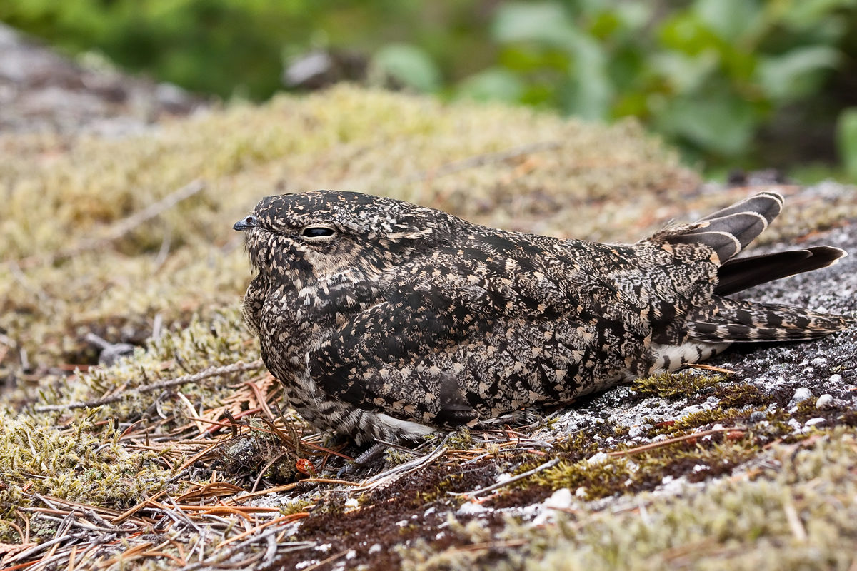 Nighthawk sitting on the ground Photo by Gavin Keefe Schaefer - Nighthawk Migration - Meadowbrook Log Cabin