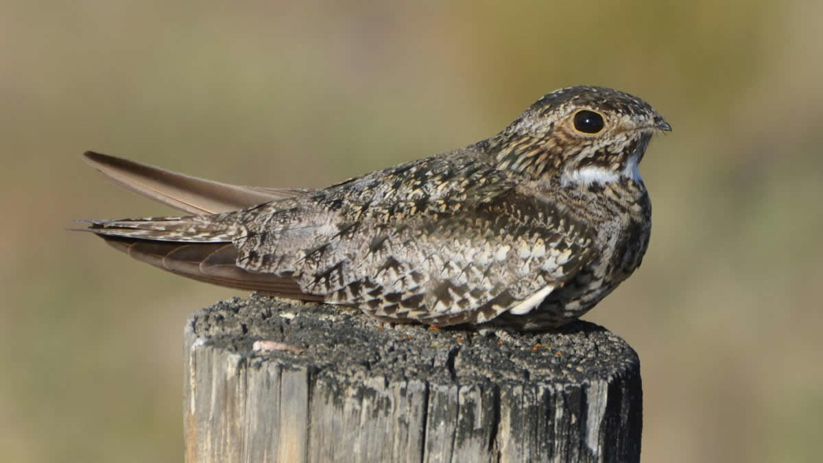 Nighthawk – See the tiny little beak? Photo by Andy Reago & Chrissy McClarren - Nighthawk Migration - Meadowbrook Log Cabin