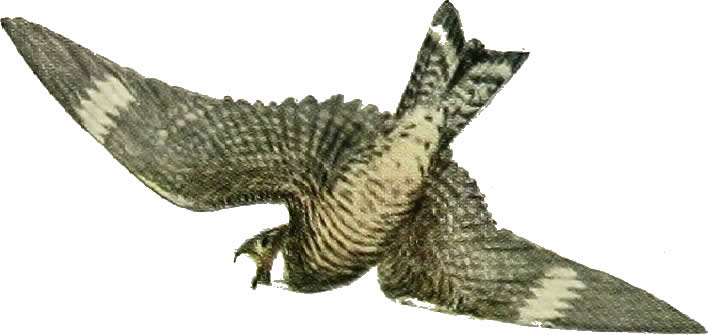 Nighthawk flying around eating bugs - Nighthawk Migration - Meadowbrook Log Cabin