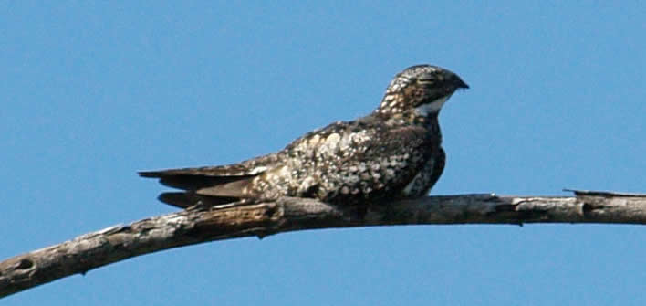 Nighthawks perch parallel to the branch Photo by Chrharshaw - Nighthawk Migration - Meadowbrook Log Cabin
