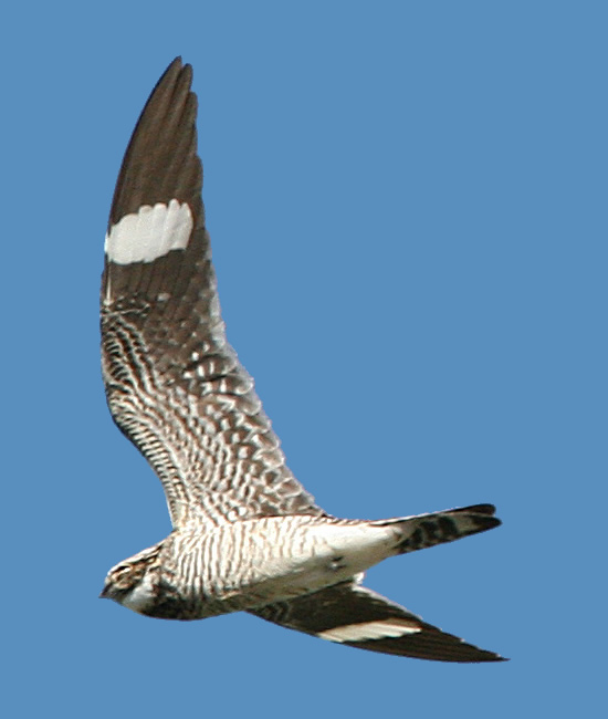 Nighthawk in flight Photo by Gary L. Clark - Nighthawk Migration - Meadowbrook Log Cabin
