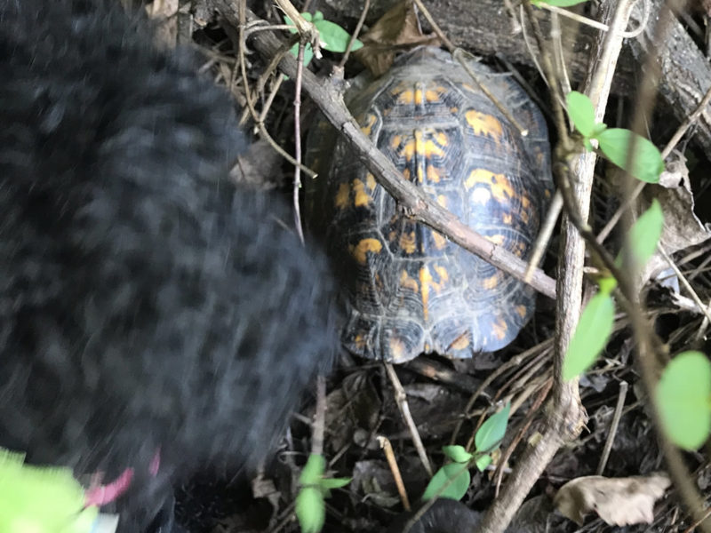 Gigi found a small painted turtle - Somerset Swamp – Meadowbrook Log Cabin – Hendersonville NC