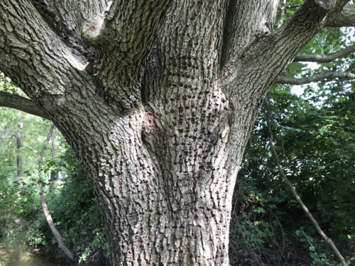 Woodpecker Holes in a Tree – Nature Walk – Meadowbrook Log Cabin