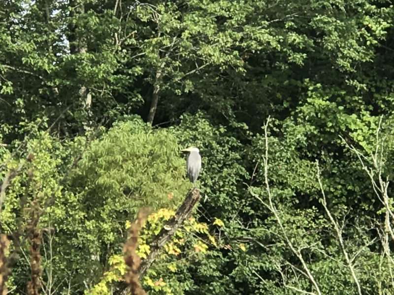 Little Green Heron by the little wetland near the log cabin - Somerset Swamp – Meadowbrook Log Cabin – Hendersonville NC