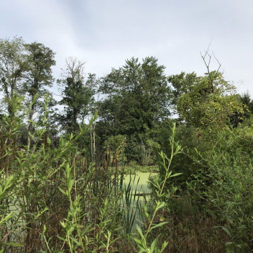 There is a small wetland off Meadowbrook Terrace - Somerset Swamp – Meadowbrook Log Cabin – Hendersonville NC