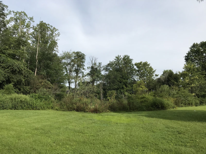 They keep the field mowed. - Somerset Swamp – Meadowbrook Log Cabin – Hendersonville NC