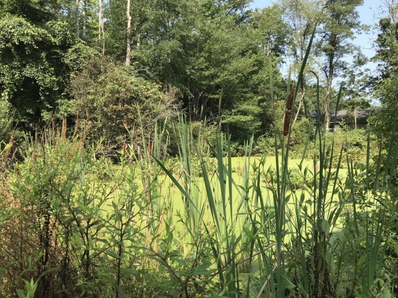 Cattails at Somerset Swamp – Meadowbrook Log Cabin – Hendersonville NC