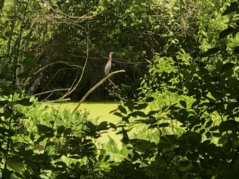 Somerset Swamp, a small wetland off Meadowbrook Terrace – Meadowbrook Log Cabin – Hendersonville NC