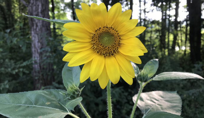 Birdseed Sunflower Volunteer near Meadowbrook Log Cabin
