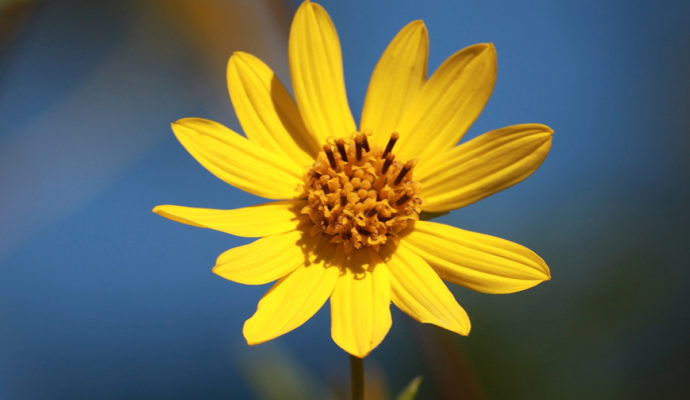 Schweinitz's Sunflower, a native North Carolina Sunflower