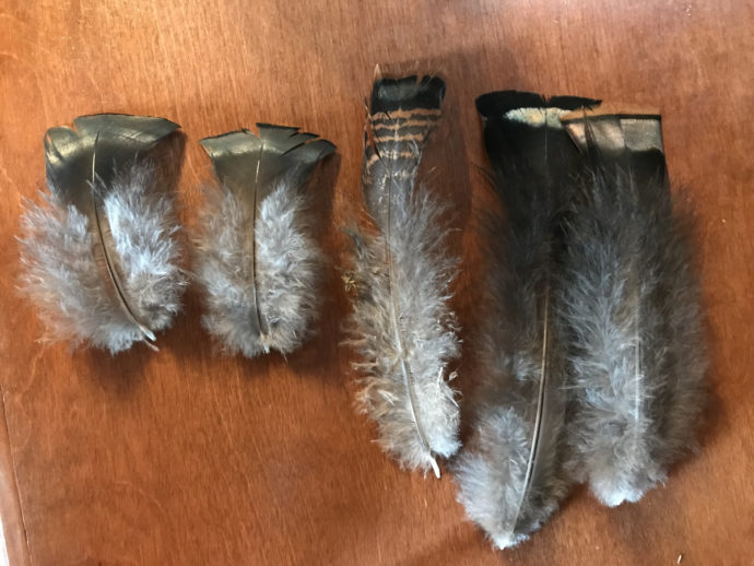 Eastern Wild Turkey Feathers - Eastern Wild Turkeys near Meadowbrook Log Cabin