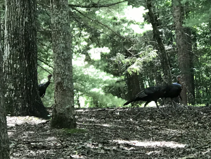 Eastern Wild Turkeys near Meadowbrook Log Cabin