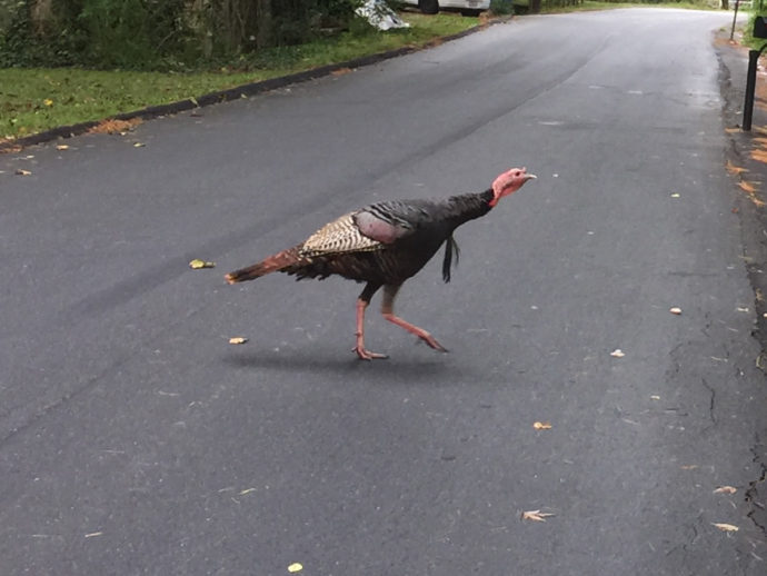 Eastern Wild Turkeys near Meadowbrook Log Cabin