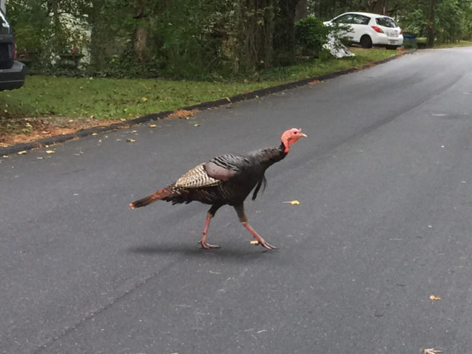 Eastern Wild Turkeys near Meadowbrook Log Cabin