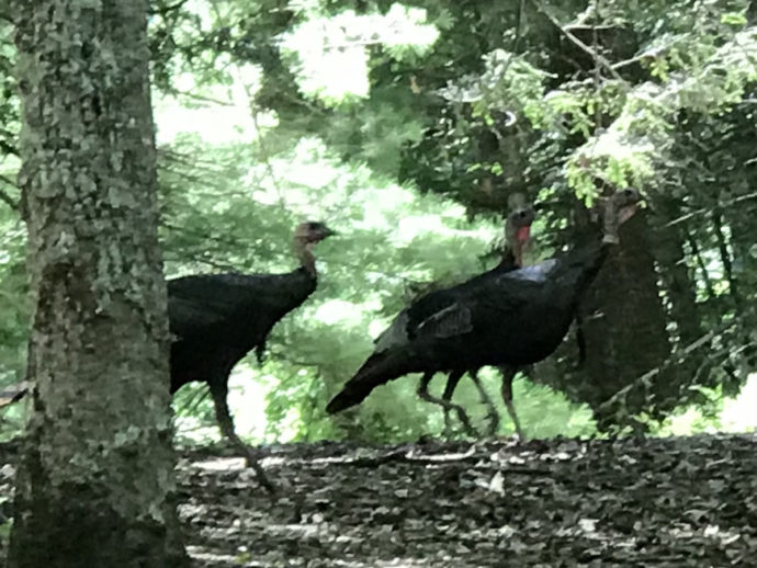 Eastern Wild Turkeys near Meadowbrook Log Cabin