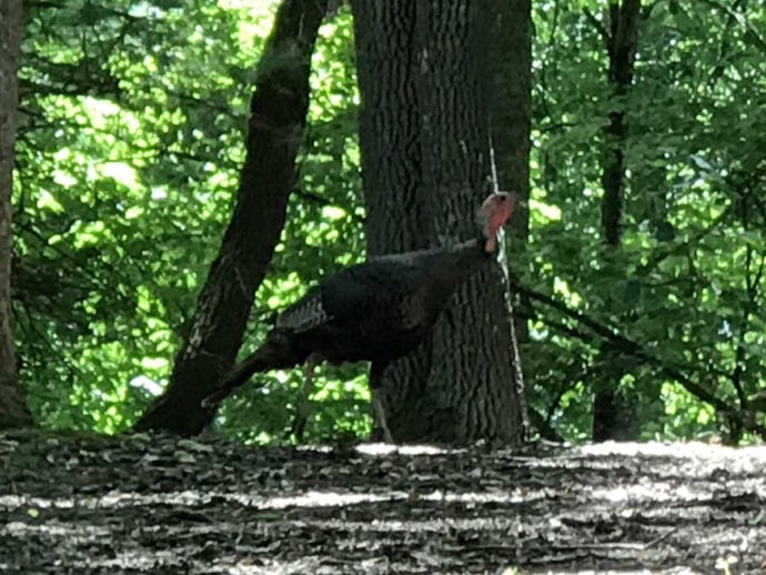 Eastern Wild Turkeys near Meadowbrook Log Cabin