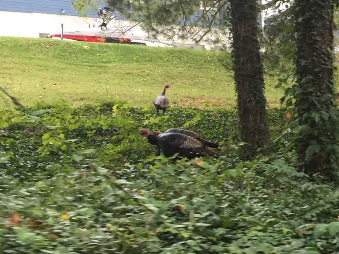 Eastern Wild Turkeys near Meadowbrook Log Cabin