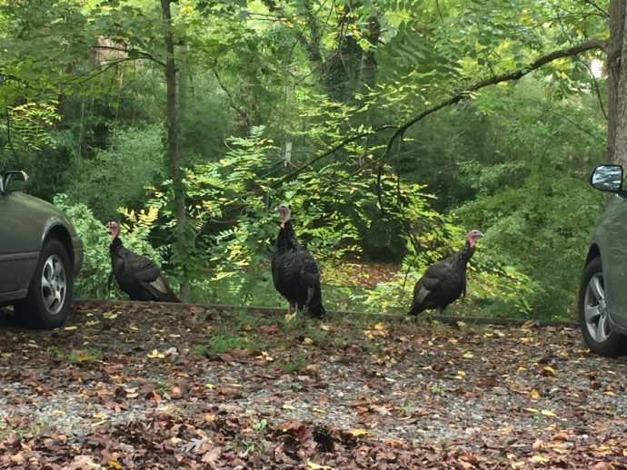 Eastern Wild Turkeys near Meadowbrook Log Cabin