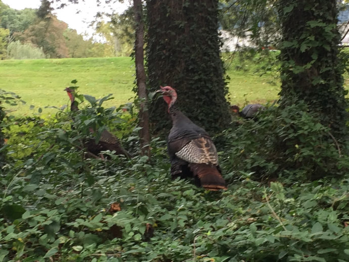 Eastern Wild Turkeys near Meadowbrook Log Cabin