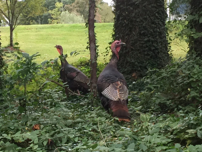 Eastern Wild Turkeys near Meadowbrook Log Cabin