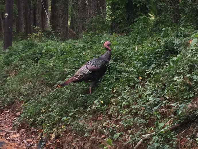 Eastern Wild Turkeys near Meadowbrook Log Cabin