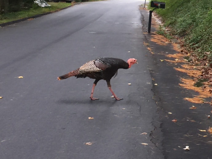 Eastern Wild Turkeys near Meadowbrook Log Cabin