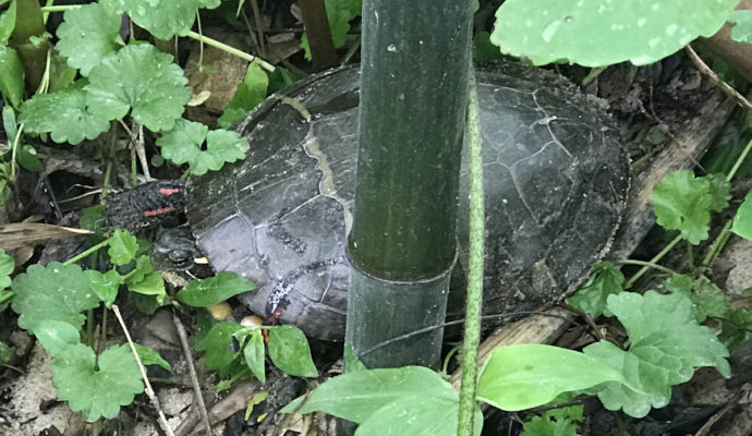 Painted Turtle by the brook in the yard of Meadowbrook Log Cabin