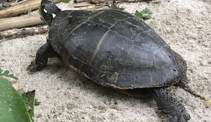 Painted Turtle by the brook in the yard of Meadowbrook Log Cabin