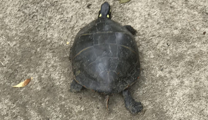 Painted Turtle by the brook in the yard of Meadowbrook Log Cabin