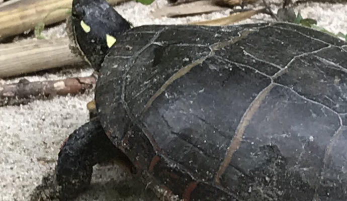 Painted Turtle by the brook in the yard of Meadowbrook Log Cabin