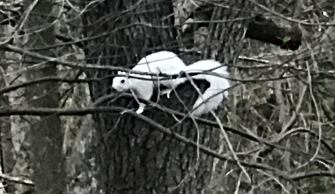 White Squirrel at Meadowbrook Log Cabin in Druid Hills, Hendersonville, NC