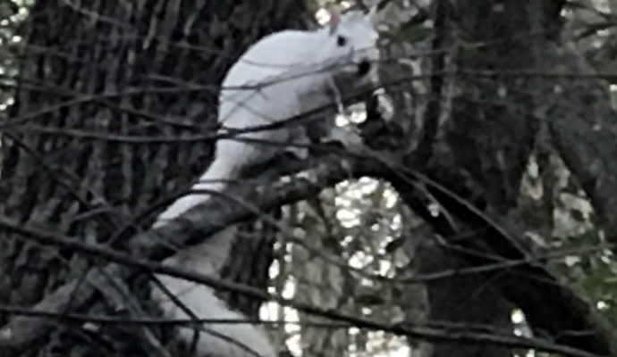 White Squirrel at Meadowbrook Log Cabin in Druid Hills, Hendersonville, NC